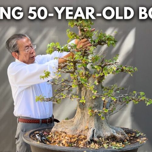 Trident Maple Bonsai Care & Styling: Defoliation, Pruning, and Design