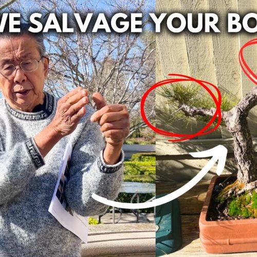 How to Improve Your Bonsai: Pro Tips to Level Up Fast