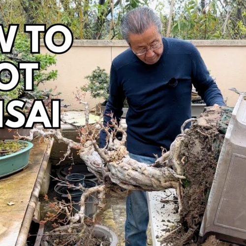Repotting a 100-Year-Old Bonsai: Step-by-Step
