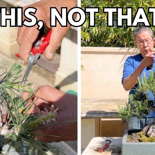 Keep Japanese Black Pine Bonsai Alive and Healthy (Care Guide)