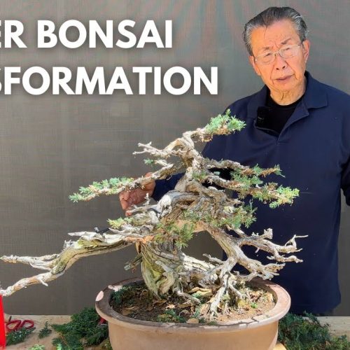 Repotting and Reviving a Juniper Bonsai Not Repotted in 10 Years