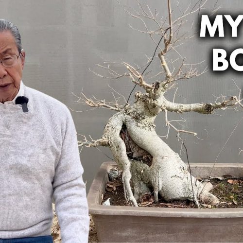 Bonsai Care Q&A: Watering, Fertilizer, Root Work, Suppliers