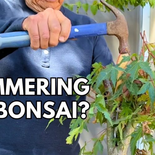 Nursery Maple to Bonsai: Full Transformation