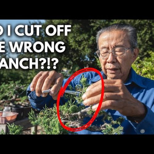 Bonsai Pruning Fear: How to Cut Without Panic