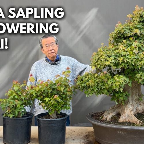 Trident Maple Bonsai: How to Work on Trees at Any Age