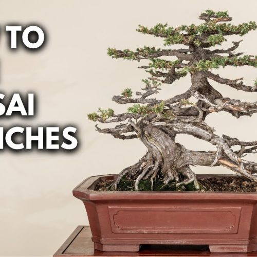 How to Wire a Bonsai Tree for Beginners (Step-by-Step)