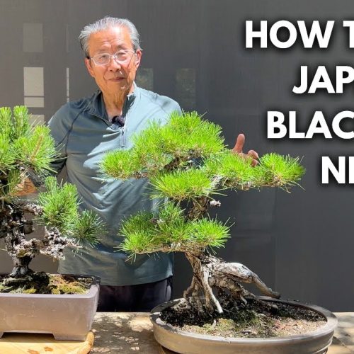 Japanese Black Pine Needle Cutting: How to Do It Right