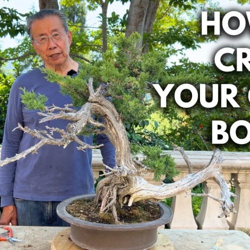 Garden Juniper Bonsai Transformation: From Yard Tree to Bonsai