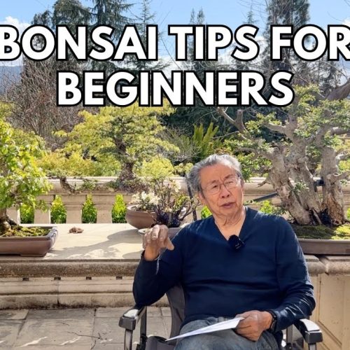 Bonsai Tips for Beginners: Watering, Soil Mix, and Techniques