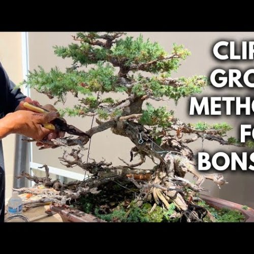 Clip and Grow Bonsai Method Explained (When to Use It)
