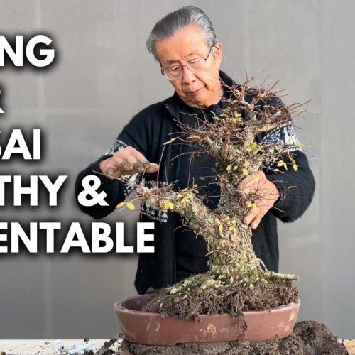 How to Repot a Bonsai Tree (Beginner Step-by-Step)