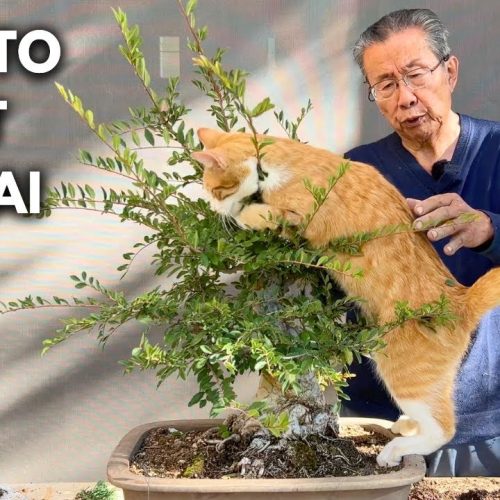 How to Repot a Chinese Elm Bonsai (Step-by-Step)