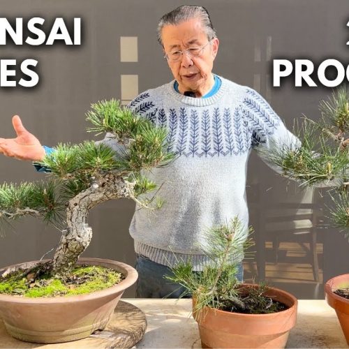 Japanese Black Pine Bonsai: 2-Year Sapling to Mature Transformation