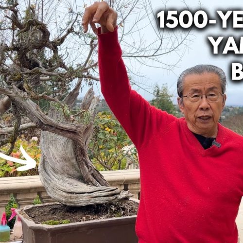 Is There a “Right Way” to Do Bonsai? What Actually Matters