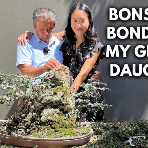 Beginner Chinese Elm Bonsai: Refining with Granddaughter