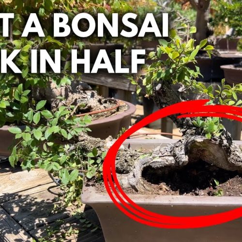 Bonsai Design: How to Make a Bonsai with Half a Trunk