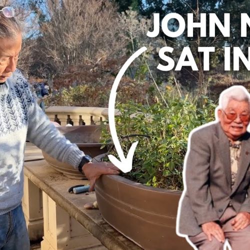 Where to Buy Bonsai Pots and Find Bonsai Auctions (Q&A)