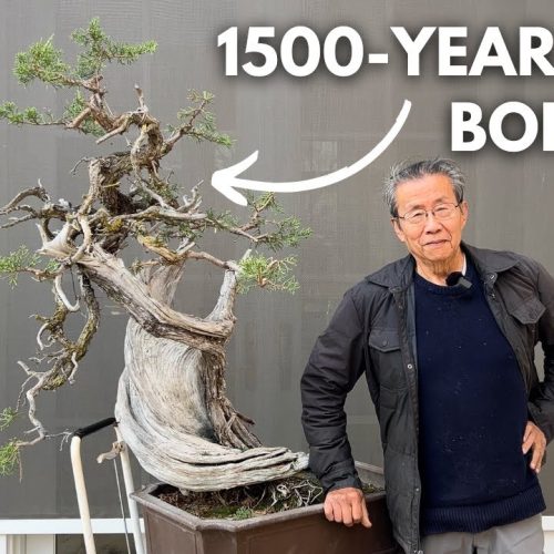 Yamadori Juniper Bonsai Transformation: 1500-Year-Old California Juniper