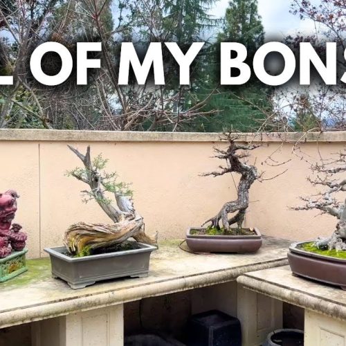 How Many Bonsai Trees Does Milton Have? Ages and Collection (Q&A)