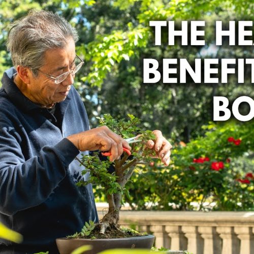 Bonsai Stress Relief: Why Bonsai Helps When You’re Stressed