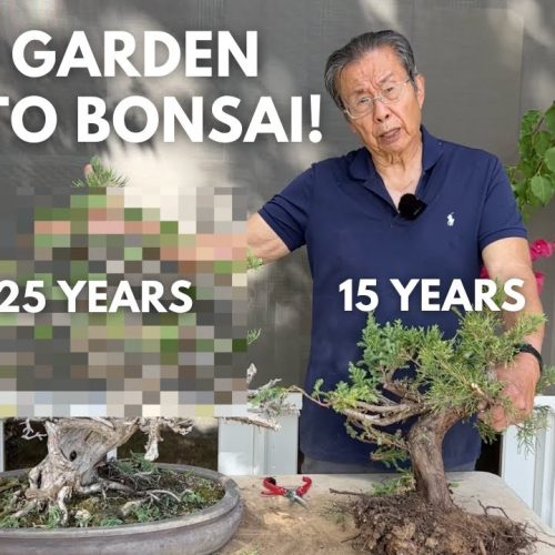 Beginner Bonsai: Turn Any Garden Tree into Bonsai (Step-by-Step)