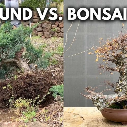 Speed Up Bonsai Growth: Q&A on Faster Development