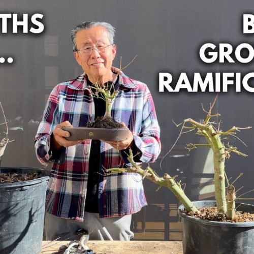 Turning Nursery Maples into Bonsai: Growth Update & Next Steps (Part 5)