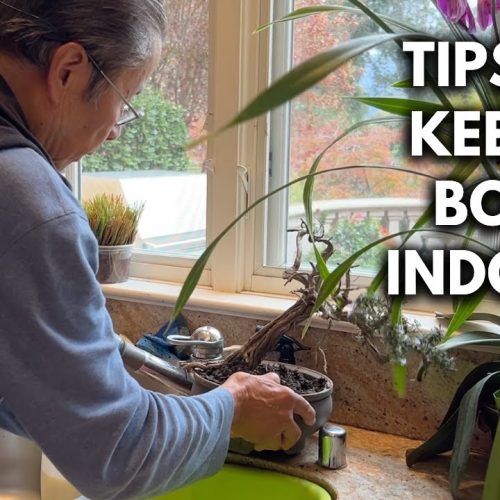Indoor Bonsai Care: Keep Bonsai Thriving Indoors
