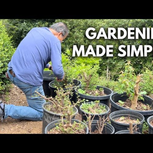 Bonsai Care Essentials: 5 Must-Haves for Thriving Bonsai and Plants