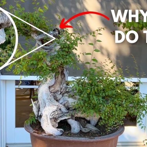 Milton Answers Bonsai Questions: Full Q&A