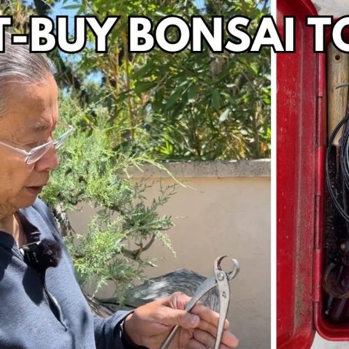 Essential Bonsai Tools + Indoor vs Outdoor + Wiring (Q&A)
