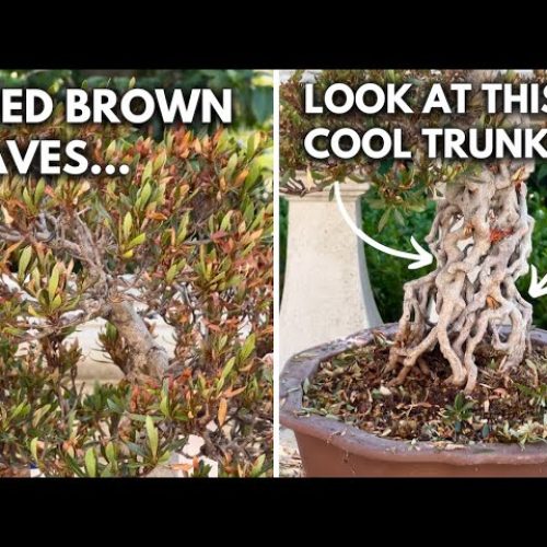 Azalea Bonsai Rescue: Save and Restore a Sunburnt Azalea