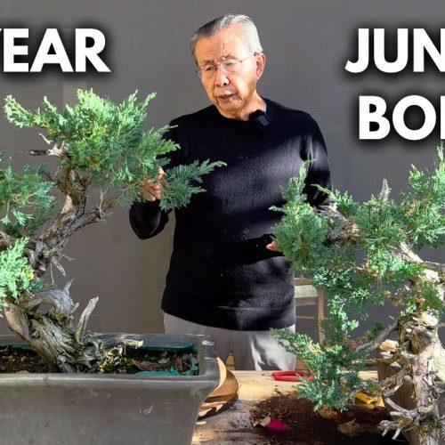 Juniper Bonsai Guide: Everything You Need to Know (Care + Styling)