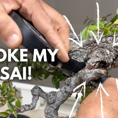Cork Elm Bonsai: Pruning and Repotting Step-by-Step