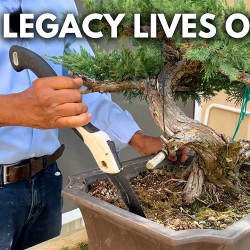Passing Down a Bonsai Heirloom: Family Bonsai Legacy