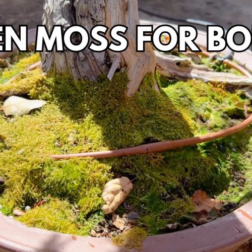 Make Green Moss for Bonsai: Easy Moss Growing Method