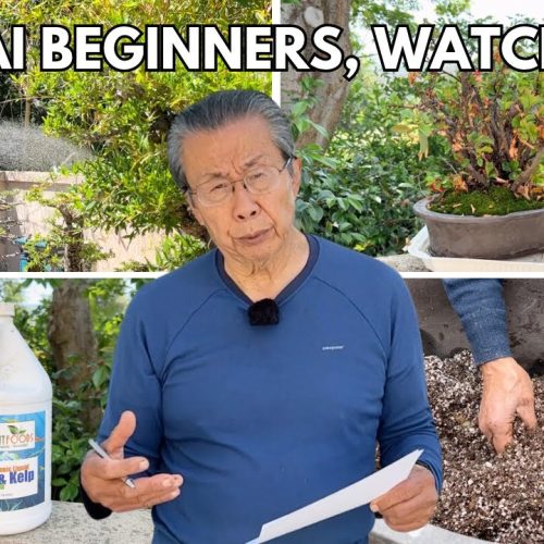 Bonsai Watering, Soil, and Fertilizing: Beginner Guide