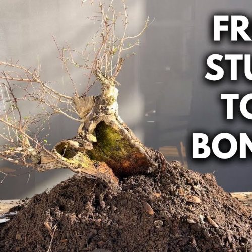 Air-Layered Stump Bonsai: Complete Transformation