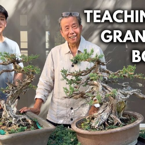 Juniper Bonsai Pruning Guide (Step-by-Step)