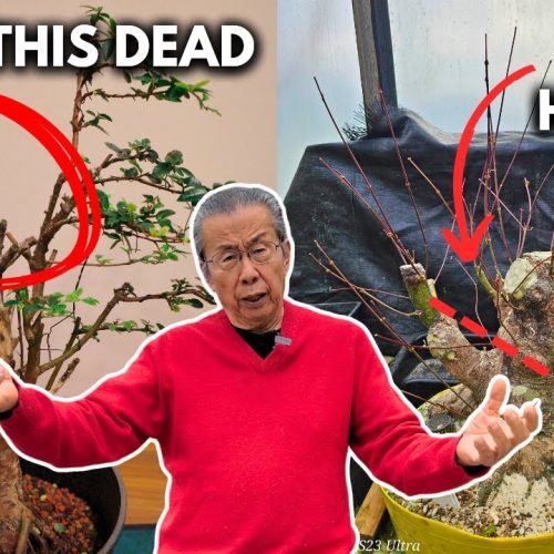 Bonsai Design Brainstorming: Styles and Ideas