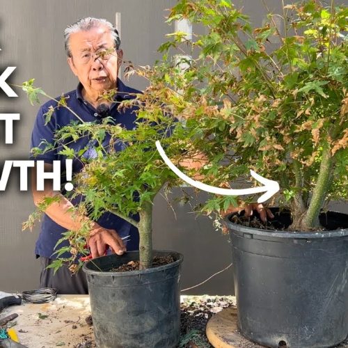 Nursery Stock Bonsai: Home Depot Bonsai 1-Year Update