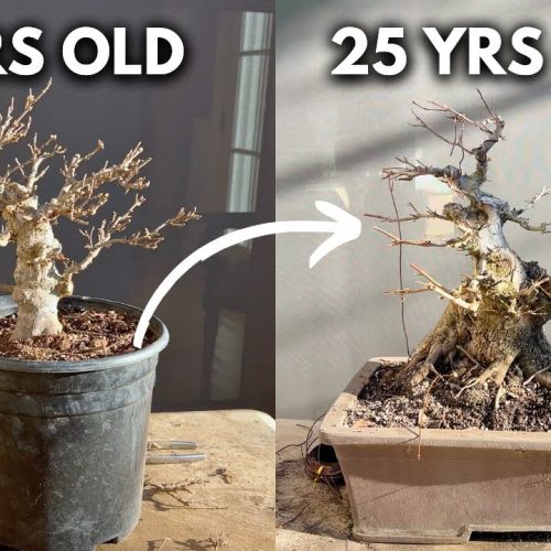 How to Speed Up Bonsai Ramification & Growth (Branching Faster)