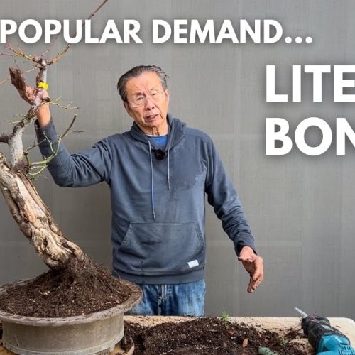 Literati Bonsai Design: Step-by-Step with Milton