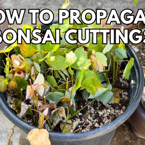 Propagate Bonsai Cuttings in 5 Minutes (Fast Method)