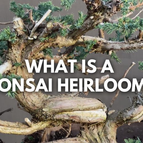 Juniper Bonsai Heirloom Project: Creating a Family Legacy Tree