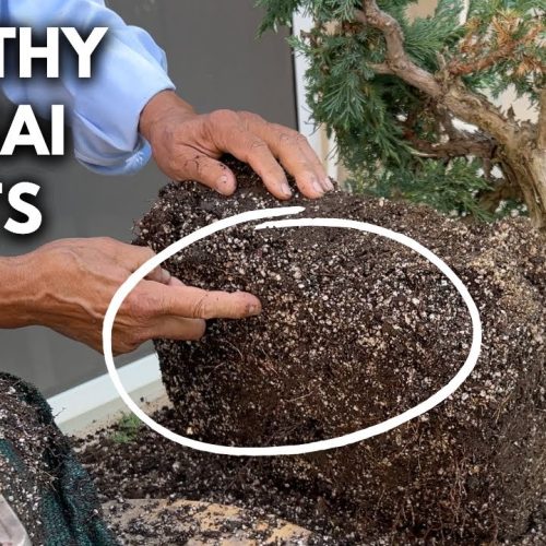 Bonsai Q&A: Root Health, Care, and Common Questions