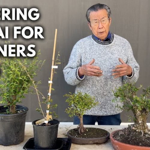 Beginner Bonsai: Make Your First Bonsai for Almost Nothing