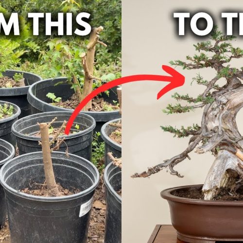 How to Thicken a Bonsai Trunk Fast (Pro Methods That Work)