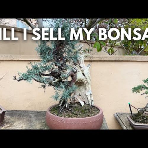 Will Milton Sell His Bonsai Trees? (Q&A)