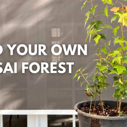 Maple Cuttings Bonsai Forest: Build a Forest from Scratch